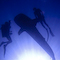 Dive Photo